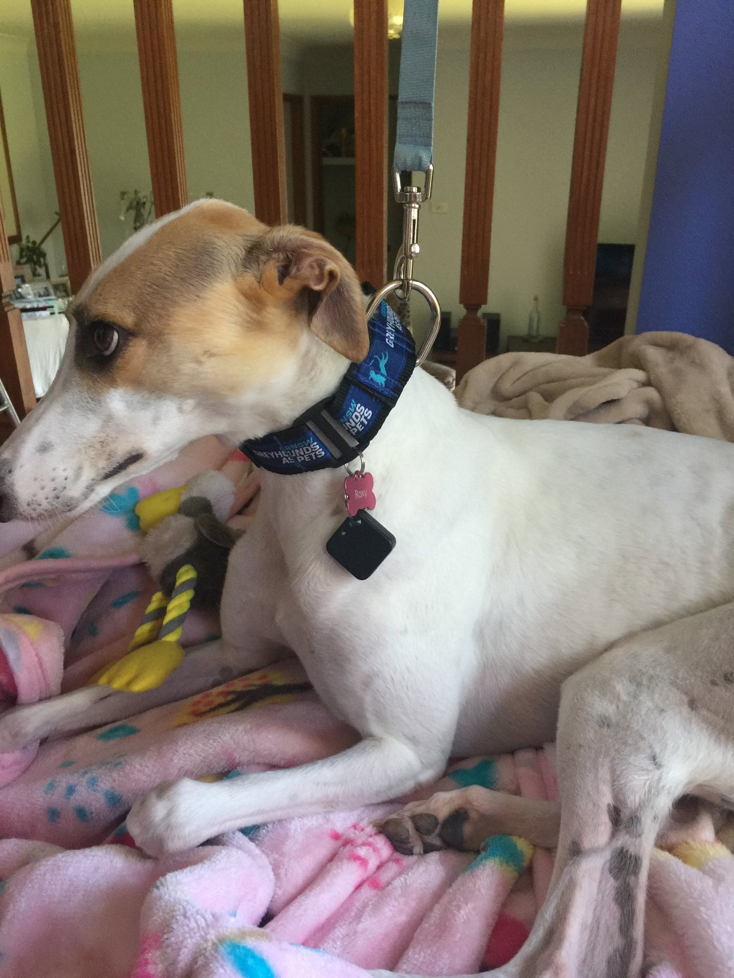 K9 Smart Tag for Autoslide Automatic Pet Door